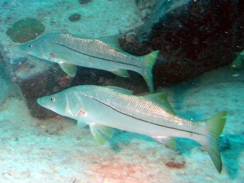 Common snook — Matthew Hoelscher / Wikimedia Commons / CC BY-SA 2.0