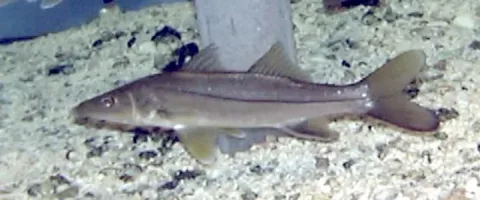 Common snook — Wikimedia Commons / Public domain