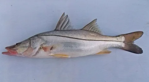 Common snook — jose_colorado-dapa / Wikimedia Commons / CC BY-SA 4.0