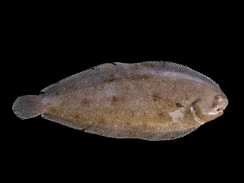 Common sole — Hans Hillewaert / Wikimedia Commons / CC BY-SA 4.0
