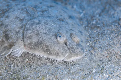 Common sole — Diego Delso / Wikimedia Commons / CC BY-SA 4.0