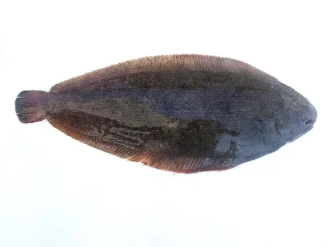 Common sole — Isabelle Cheret (IFREMER, Laboratoire Halieutique Mediterranee, Station de Sète, 34203 Sète Cedex, France) / Wikimedia Commons / CC BY 4.0