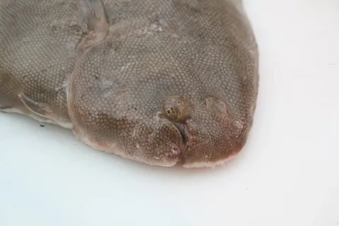 Common sole — Ecomare/Oscar Bos / Wikimedia Commons / CC BY-SA 4.0