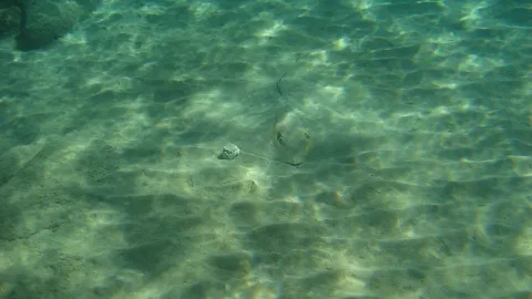 Common stingray — Oliver Wagner / Wikimedia Commons / CC BY-SA 4.0