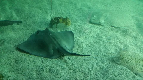 Common stingray — Emőke Dénes / Wikimedia Commons / CC BY-SA 4.0