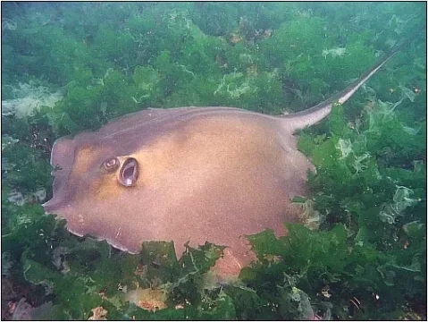 Common stingray — Florin DUMITRESCU / Wikimedia Commons / Public domain