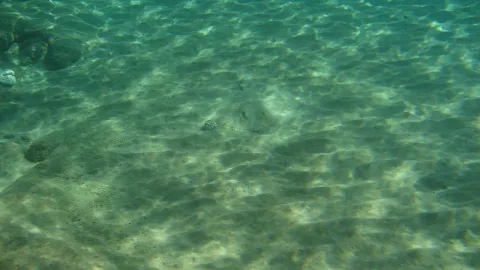 Common stingray — Oliver Wagner / Wikimedia Commons / CC BY-SA 4.0