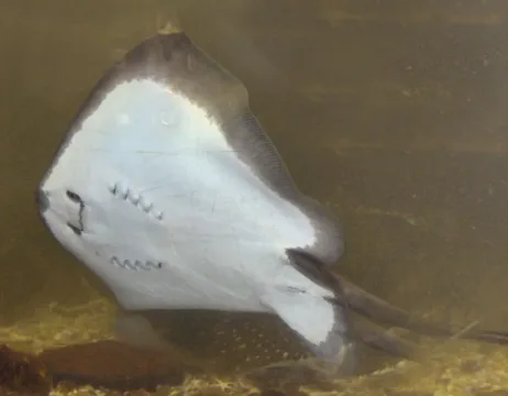 Common stingray — Wikimedia Commons / CC BY-SA 3.0