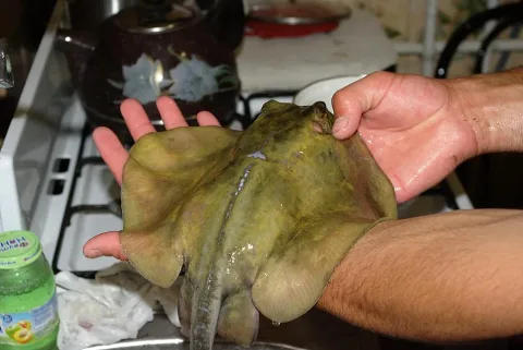 Common stingray — Freebin / Wikimedia Commons / CC BY-SA 3.0