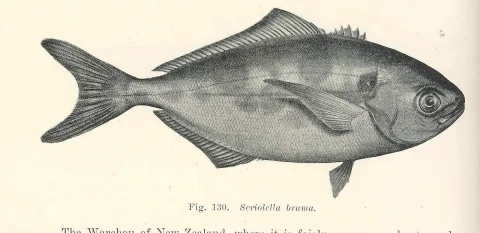 Common warehou — Edgar Ravenswood Waite / Wikimedia Commons / Public domain