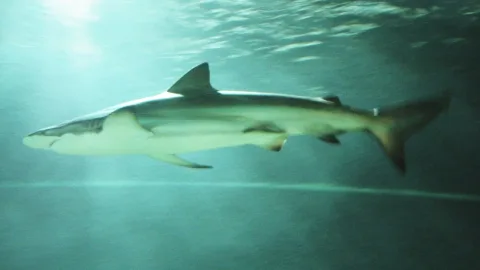 Copper shark — Robert Nyman / Wikimedia Commons / CC BY 2.0