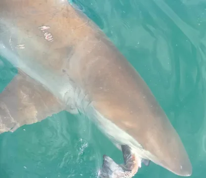 Copper shark — Bernard DUPONT from FRANCE / Wikimedia Commons / CC BY-SA 2.0
