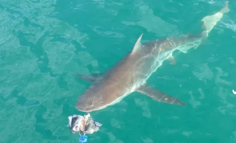 Copper shark — Bernard DUPONT from FRANCE / Wikimedia Commons / CC BY-SA 2.0