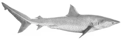 Copper shark — Wikimedia Commons / Public domain