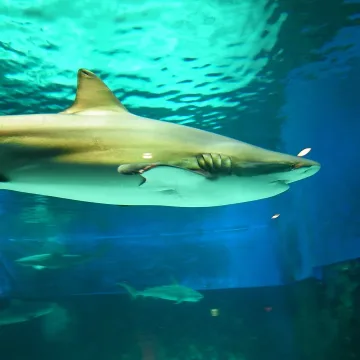Copper shark — Wikimedia Commons / CC BY-SA 2.5