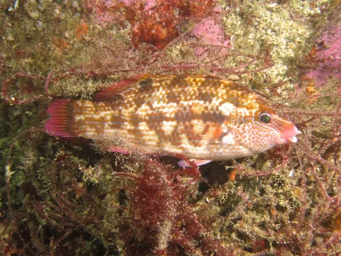 Corkwing wrasse — Jerome Paillet (IFREMER, Laboratoire d'Océanographie Physique et Spatiale, Centre Bretagne - ZI de la Pointe du Diable - / Wikimedia Commons / CC BY 4.0