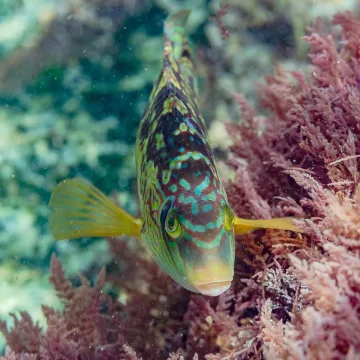 Corkwing wrasse — Diego Delso / Wikimedia Commons / CC BY-SA 4.0