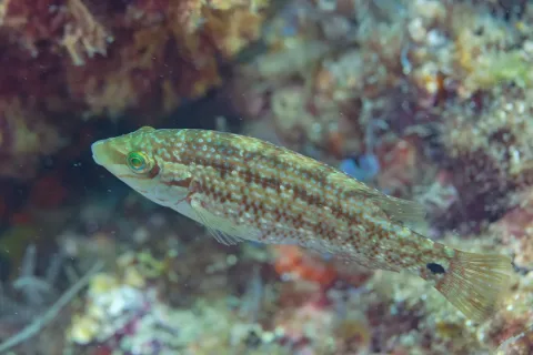 Corkwing wrasse — Diego Delso / Wikimedia Commons / CC BY-SA 4.0