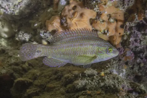 Corkwing wrasse — Diego Delso / Wikimedia Commons / CC BY-SA 4.0