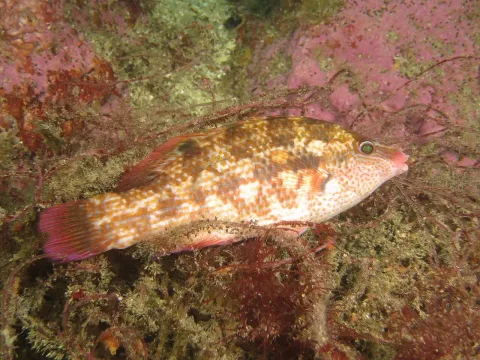 Corkwing wrasse — Jerome Paillet (IFREMER, Laboratoire d'Océanographie Physique et Spatiale, Centre Bretagne - ZI de la Pointe du Diable - / Wikimedia Commons / CC BY 4.0