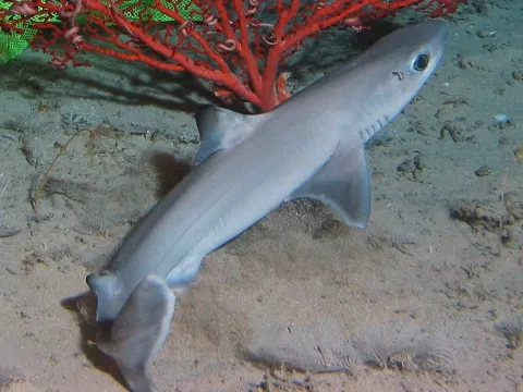 Cuban dogfish — Bioluminescence 2009 Expedition, NOAA/OER / Wikimedia Commons / Public domain