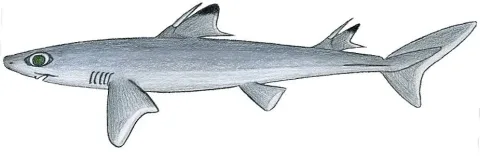 Cuban dogfish — Tambja / Wikimedia Commons / CC BY-SA 3.0