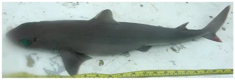 Cuban dogfish — Williams, J. T.; Carpenter, K. E.; Van Tassell, J. L.; Hoetjes, P.; Toller, W.; Etnoyer, P.; Smith, M. / Wikimedia Commons / CC BY 2.5