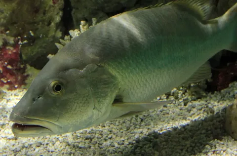 Cubera snapper — Yinan Chen / Wikimedia Commons / Public Domain