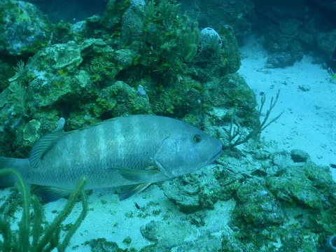 Cubera snapper — Henrya / Wikimedia Commons / CC0