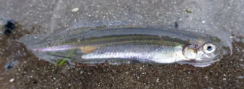 Cucumberfish — Peter de Lange / Wikimedia Commons / CC0