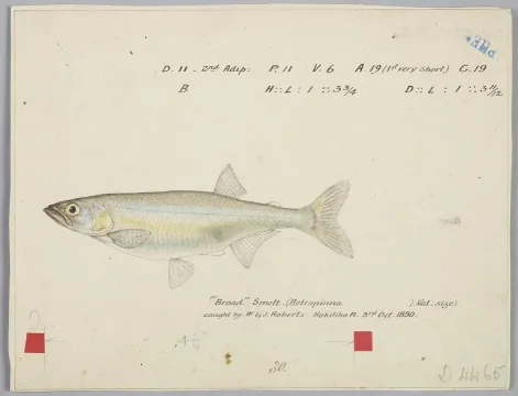 Cucumberfish — Frank Edward Clarke / Wikimedia Commons / Public domain