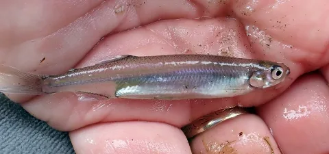 Cucumberfish — Peter de Lange / Wikimedia Commons / CC0