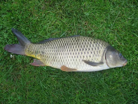 Common carp — Dezidor / Wikimedia Commons / CC BY-SA 3.0