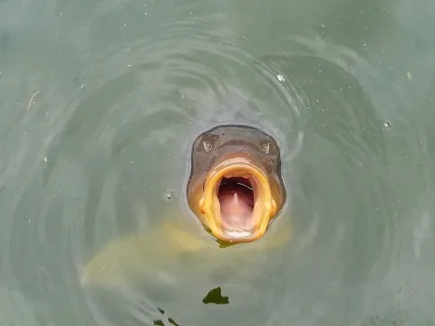 Common carp — 3268zauber / Wikimedia Commons / CC BY-SA 3.0