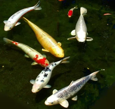 Common carp — User:Stan Shebs / Wikimedia Commons / CC BY-SA 3.0