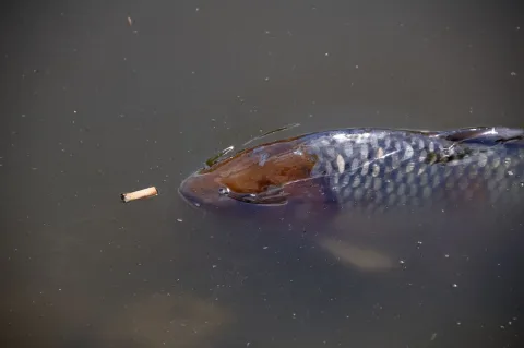 Common carp — Wouter Hagens / Wikimedia Commons / CC BY-SA 3.0