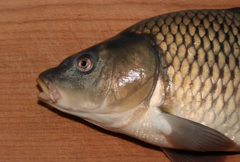 Common carp — George Chernilevsky / Wikimedia Commons / CC BY-SA 4.0