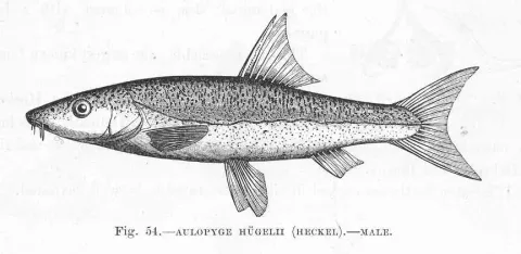Dalmatian barbelgudgeon — Harry Govier Seeley / Wikimedia Commons / Public domain