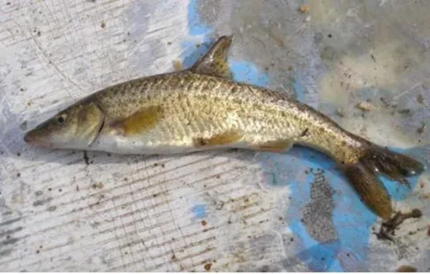 Dalmatian barbelgudgeon — Etrusko25 / Wikimedia Commons / Public domain