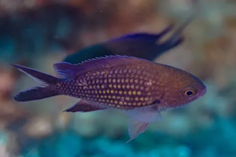 Damselfish — Diego Delso / Wikimedia Commons / CC BY-SA 4.0