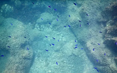 Damselfish — Lamiot / Wikimedia Commons / CC BY-SA 4.0