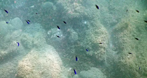 Damselfish — Lamiot / Wikimedia Commons / CC BY-SA 4.0