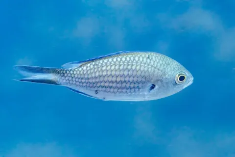 Damselfish — Diego Delso / Wikimedia Commons / CC BY-SA 4.0