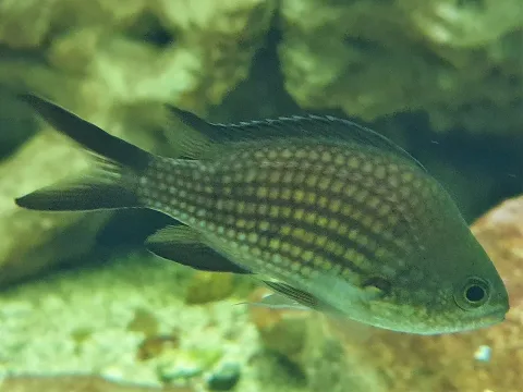 Damselfish — Emőke Dénes / Wikimedia Commons / CC BY-SA 4.0