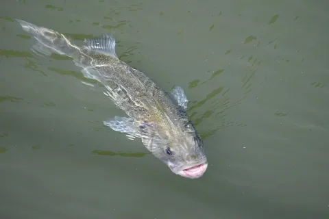European seabass — Pavel Kacl / Wikimedia Commons / CC BY 4.0
