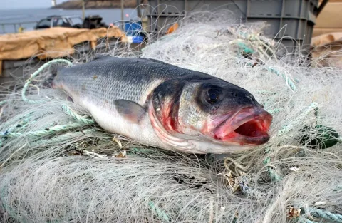 European seabass — Olivier Dugornay / Wikimedia Commons / CC BY 4.0
