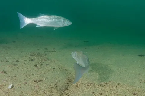 European seabass — Olivier Dugornay / Wikimedia Commons / CC BY 4.0