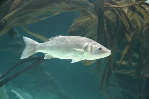 European seabass — Bjoertvedt / Wikimedia Commons / CC BY-SA 4.0