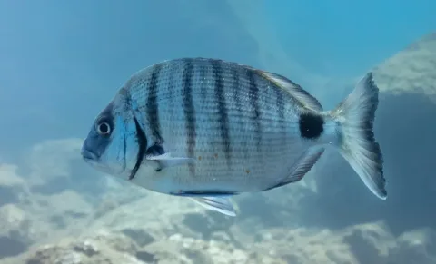 White seabream — Diego Delso / Wikimedia Commons / CC BY-SA 4.0