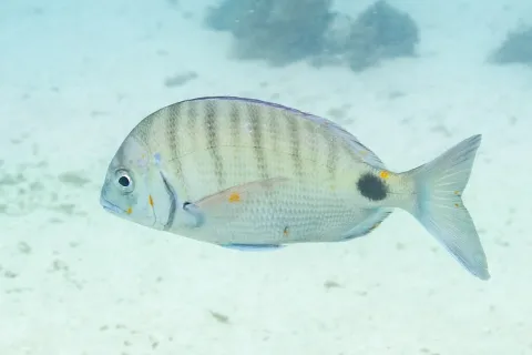 White seabream — Diego Delso / Wikimedia Commons / CC BY-SA 4.0